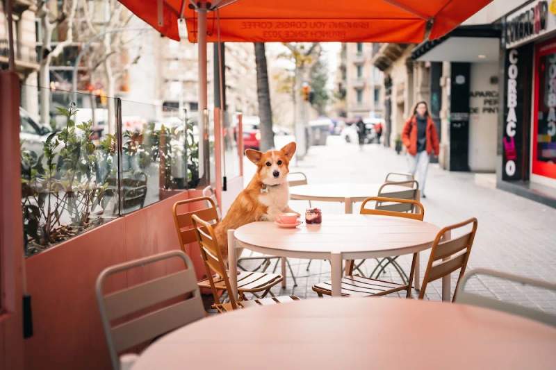 Photo of Corgi Cafe | Eixample
