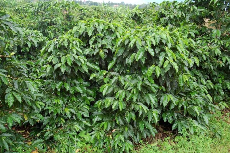 Photo of Vournas Coffee Trading