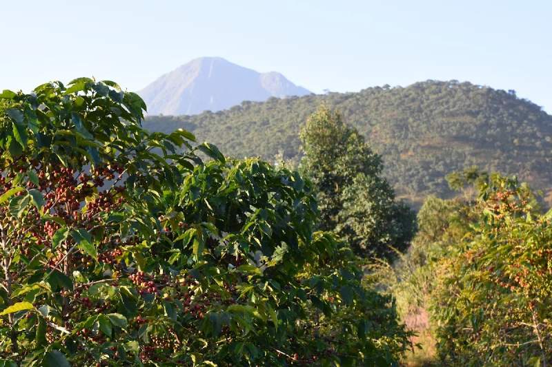 Photo of Crop to Cup Coffee Importers